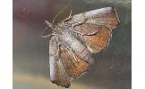Pangrapta obscurata