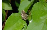 Pangrapta porphyrea