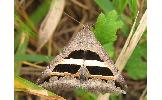 Grammodes geometrica