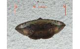 Hypopyra Hypopyra