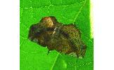 Pangrapta curtalis
