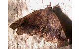 Pangrapta obscurata