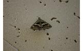 Grammodes geometrica