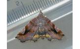 Pangrapta obscurata