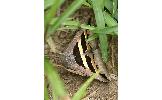 Grammodes geometrica
