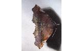 Pangrapta obscurata