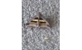 Grammodes geometrica