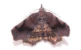 Pangrapta obscurata