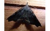 Pangrapta obscurata