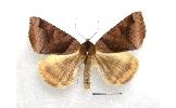 Mocis ancilla