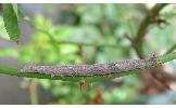 Parallelia arctotaenia