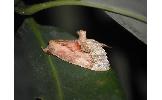 Lophomilia polybapta