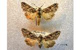 Cucullia Cucullia