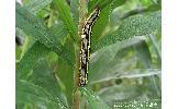 Cucullia Cucullia