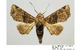 Targalla sp.