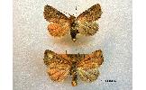 Anapamea Anapamea