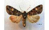 Apamea Apamea