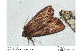 Apamea striata