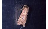 Archanara sparganii
