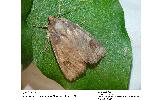 Bambusiphila vulgaris
