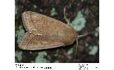 Orthosia Orthosia