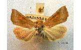 Amphipoea Amphipoea