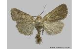 Athetis Athetis