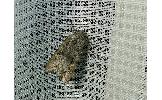 Lithomoia Lithomoia