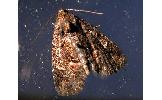 Oligonyx Oligonyx