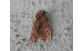 Antapamea Antapamea