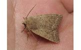 Orthosia fausta