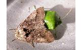 Protomiselia bilinea