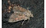 Apamea Apamea