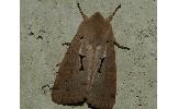 Orthosia Orthosia