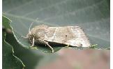 Cosmia Cosmia