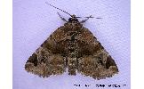 Niphonyx Niphonyx