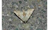 Orthosia evanida