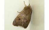 Orthosia fausta