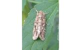 Spodoptera litura
