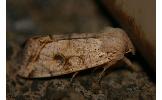 Orthosia evanida