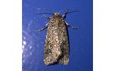 Mythimna Mythimna