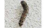 Spodoptera Spodoptera