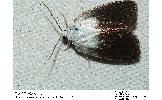 Chasminodes Chasminodes