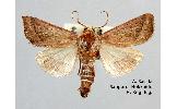 Hydraecia mongoliensis