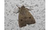 Orthosia fausta