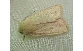Orthosia lizetta