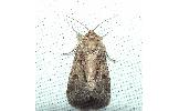 Spodoptera Spodoptera