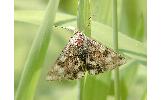 Heliothis Heliothis