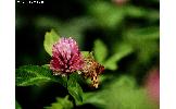 Heliothis maritima adaucta