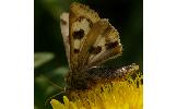 Heliothis maritima adaucta